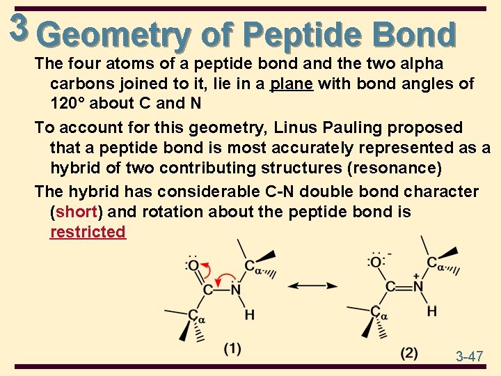 3 Geometry of Peptide Bond The four atoms of a peptide bond and the
