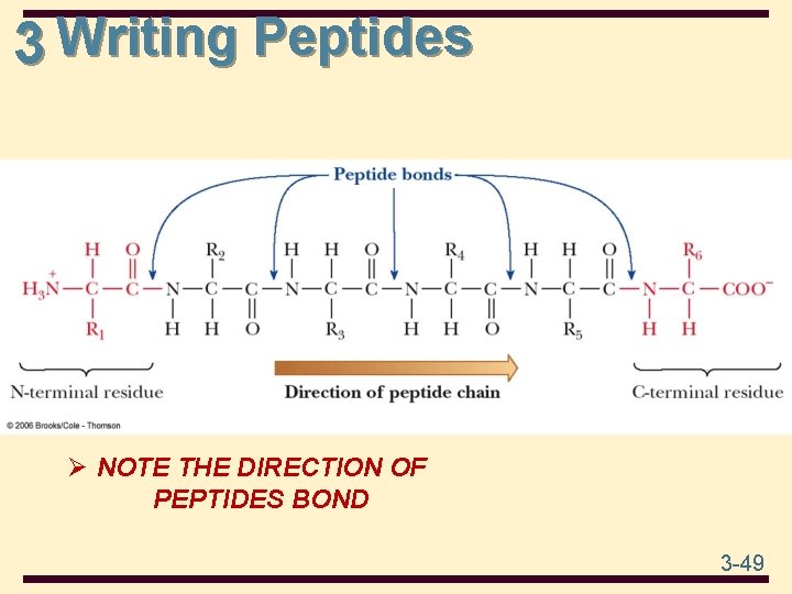 3 Writing Peptides Ø NOTE THE DIRECTION OF PEPTIDES BOND 3 -49 