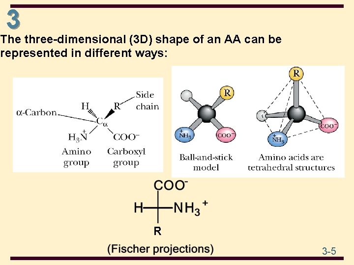 3 The three-dimensional (3 D) shape of an AA can be represented in different