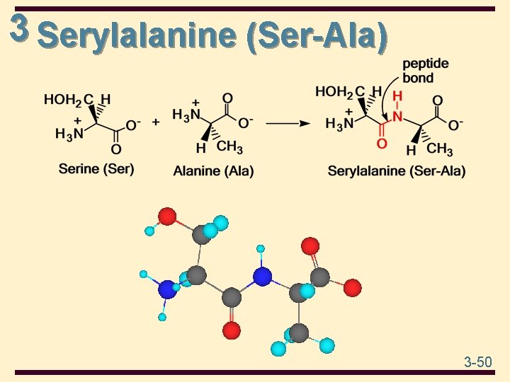 3 Serylalanine (Ser-Ala) 3 -50 