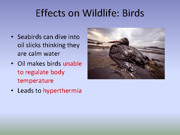 Effects on Wildlife: Birds • Seabirds can dive into oil slicks thinking they are