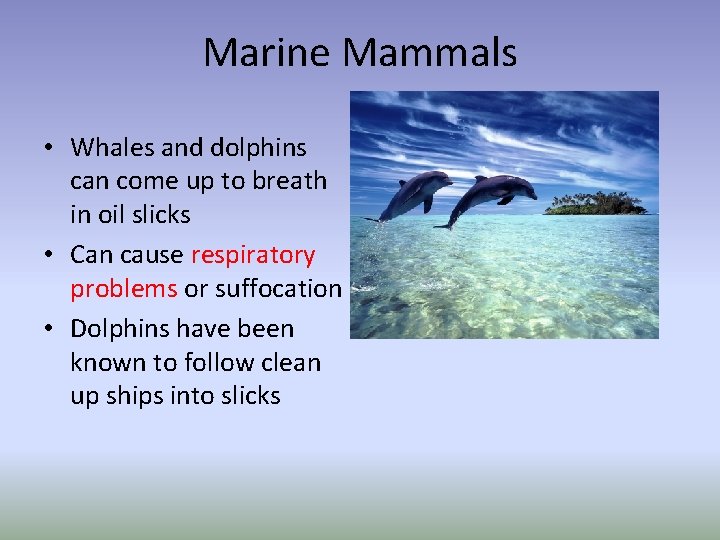 Marine Mammals • Whales and dolphins can come up to breath in oil slicks