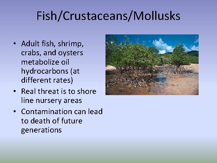 Fish/Crustaceans/Mollusks • Adult fish, shrimp, crabs, and oysters metabolize oil hydrocarbons (at different rates)