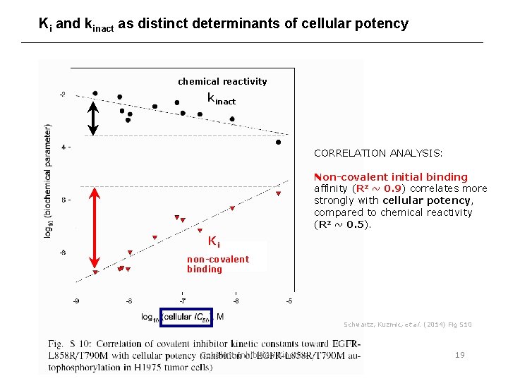 Ki and kinact as distinct determinants of cellular potency chemical reactivity kinact CORRELATION ANALYSIS: