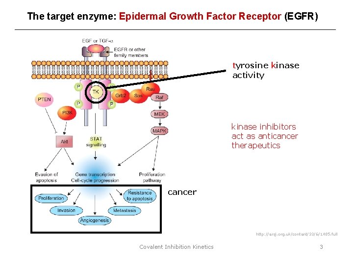 The target enzyme: Epidermal Growth Factor Receptor (EGFR) tyrosine kinase activity kinase inhibitors act