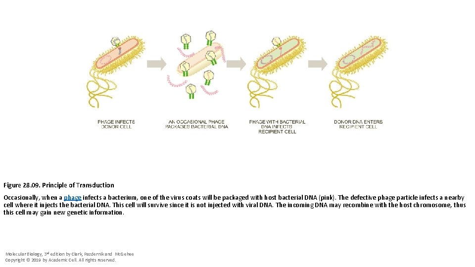 Figure 28. 09. Principle of Transduction Occasionally, when a phage infects a bacterium, one