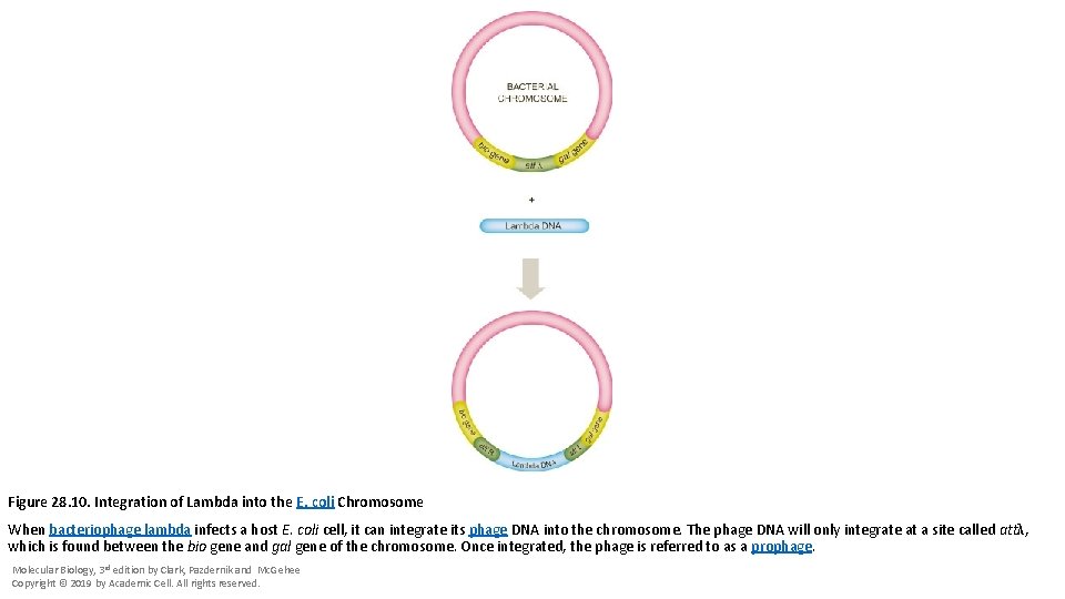 Figure 28. 10. Integration of Lambda into the E. coli Chromosome When bacteriophage lambda