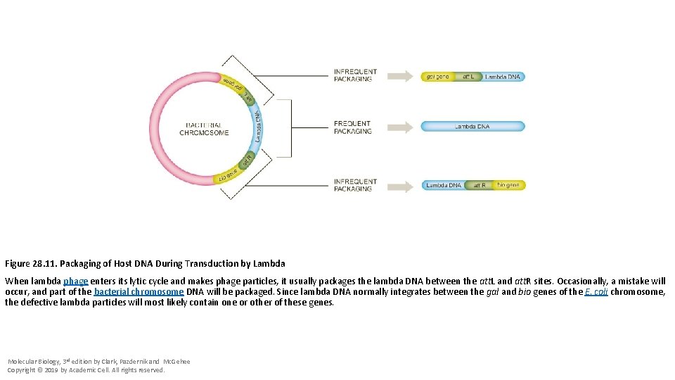 Figure 28. 11. Packaging of Host DNA During Transduction by Lambda When lambda phage