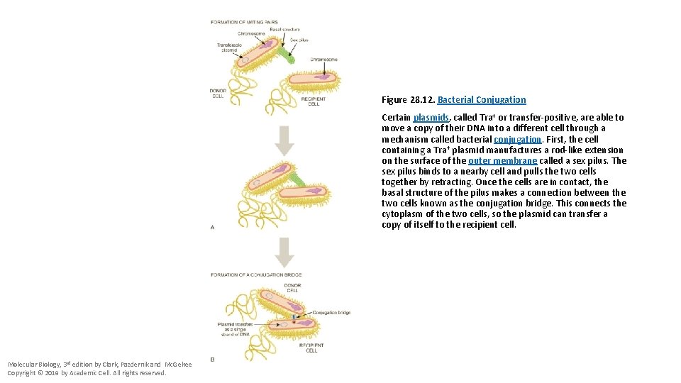 Figure 28. 12. Bacterial Conjugation Certain plasmids, called Tra+ or transfer-positive, are able to