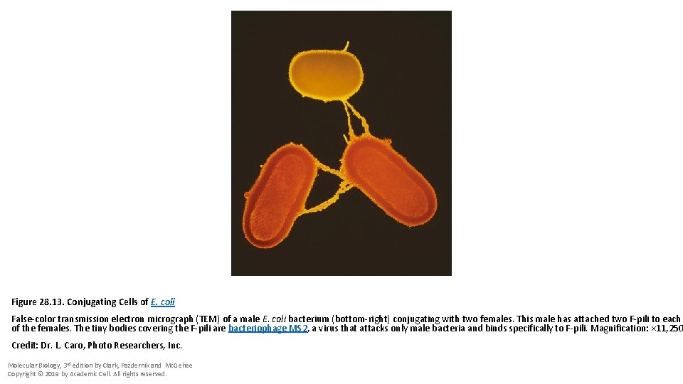 Figure 28. 13. Conjugating Cells of E. coli False-color transmission electron micrograph (TEM) of