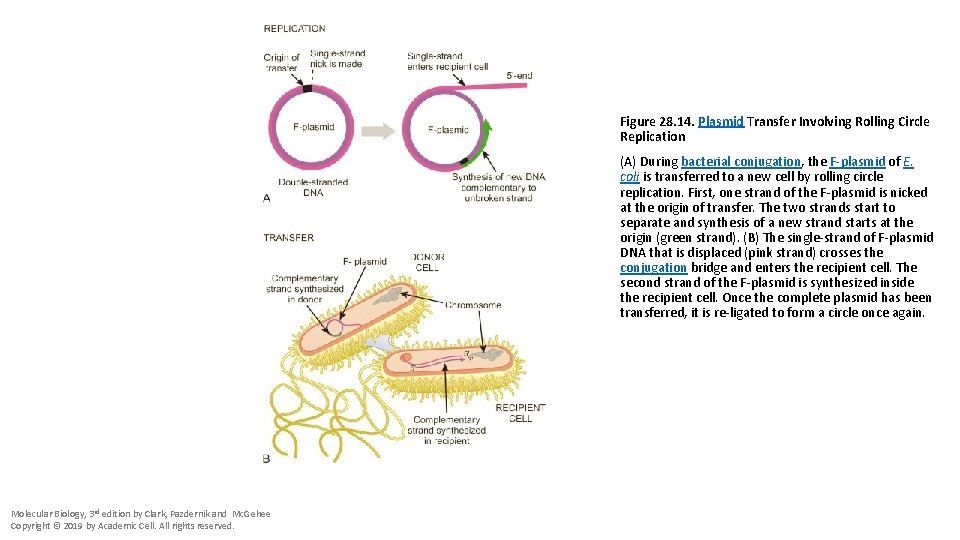 Figure 28. 14. Plasmid Transfer Involving Rolling Circle Replication (A) During bacterial conjugation, the