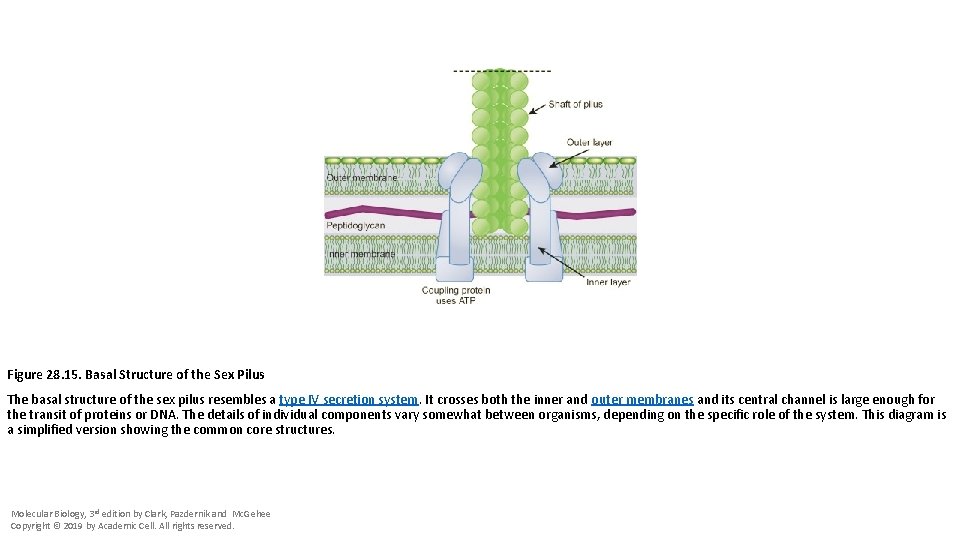 Figure 28. 15. Basal Structure of the Sex Pilus The basal structure of the