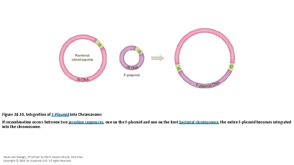 Figure 28. 16. Integration of F-Plasmid Into Chromosome If recombination occurs between two insertion