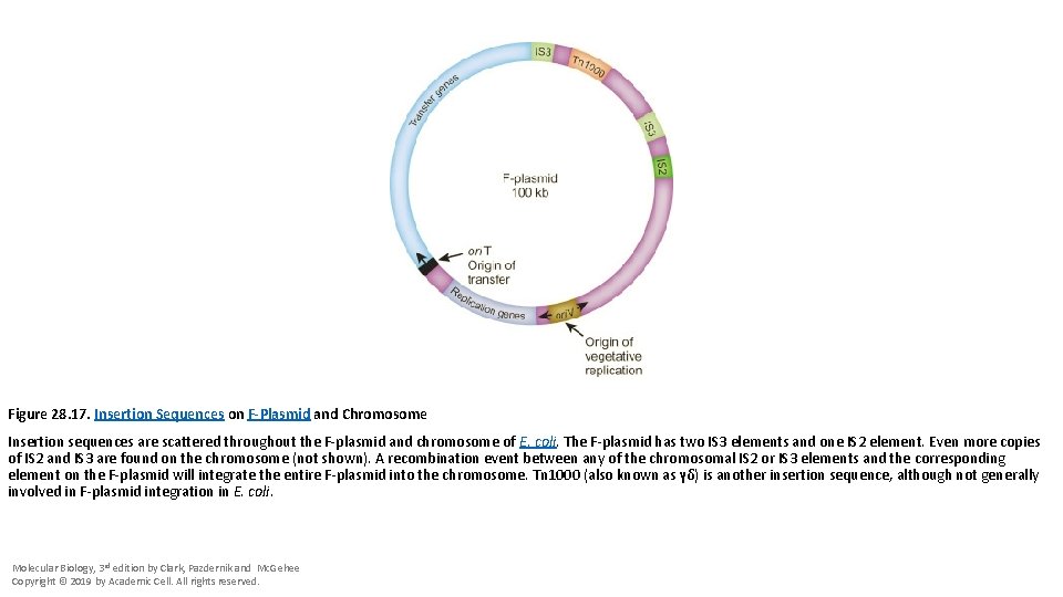 Figure 28. 17. Insertion Sequences on F-Plasmid and Chromosome Insertion sequences are scattered throughout