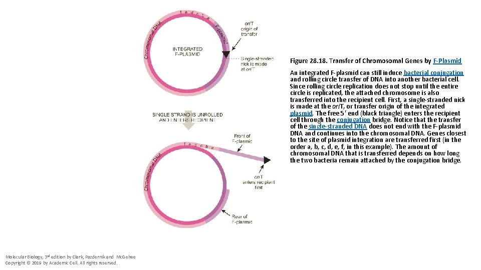 Figure 28. 18. Transfer of Chromosomal Genes by F-Plasmid An integrated F-plasmid can still