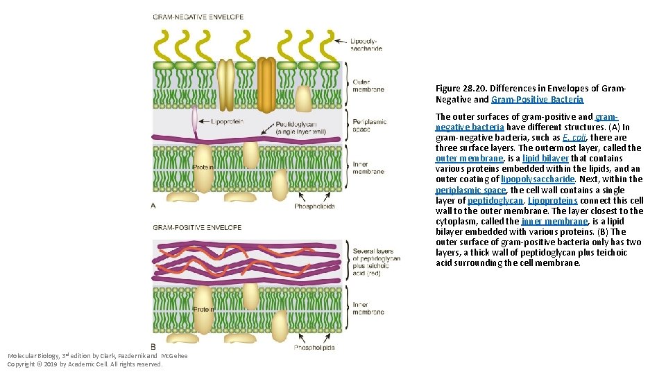 Figure 28. 20. Differences in Envelopes of Gram. Negative and Gram-Positive Bacteria The outer