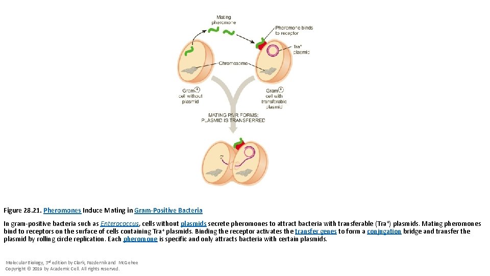 Figure 28. 21. Pheromones Induce Mating in Gram-Positive Bacteria In gram-positive bacteria such as