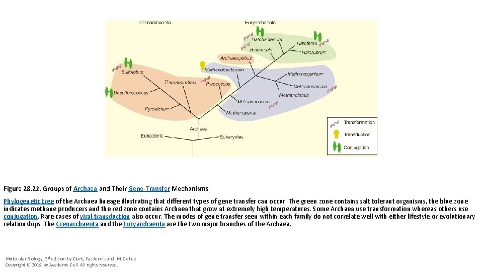Figure 28. 22. Groups of Archaea and Their Gene-Transfer Mechanisms Phylogenetic tree of the