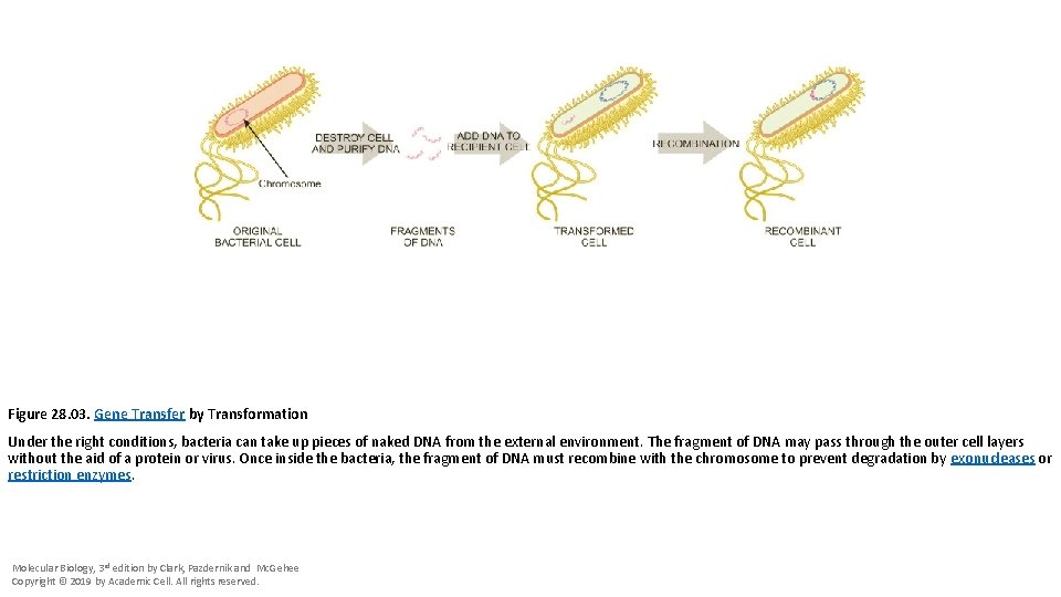 Figure 28. 03. Gene Transfer by Transformation Under the right conditions, bacteria can take