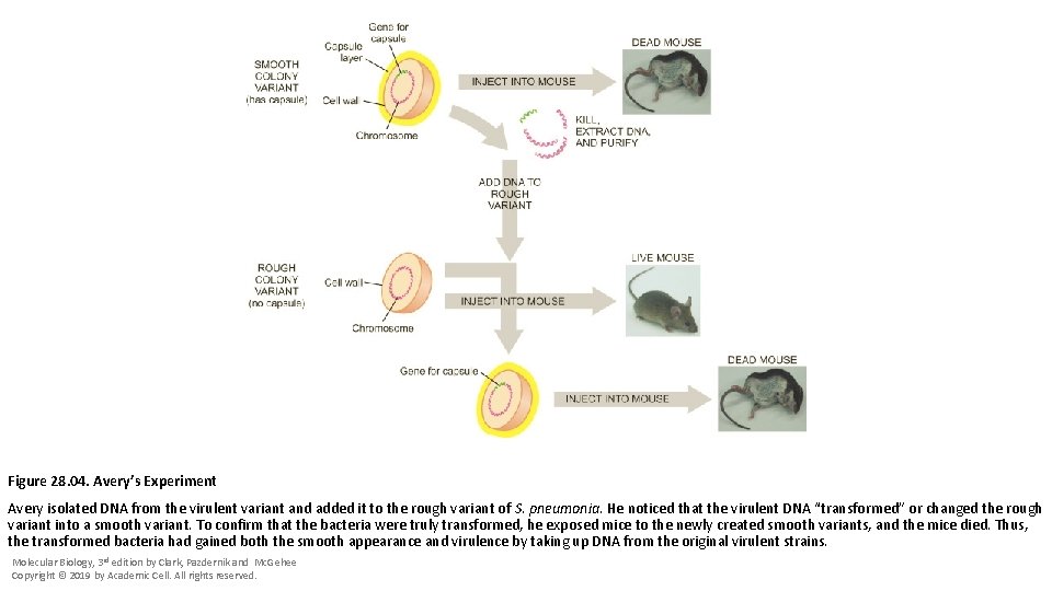 Figure 28. 04. Avery’s Experiment Avery isolated DNA from the virulent variant and added