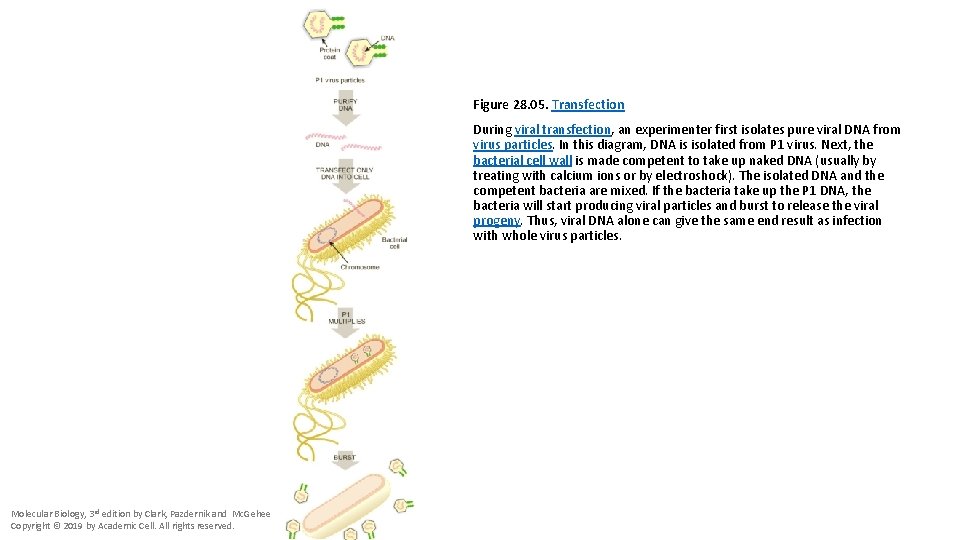 Figure 28. 05. Transfection During viral transfection, an experimenter first isolates pure viral DNA