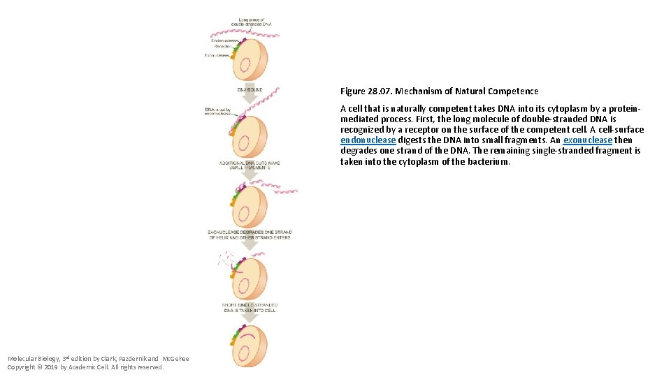 Figure 28. 07. Mechanism of Natural Competence A cell that is naturally competent takes