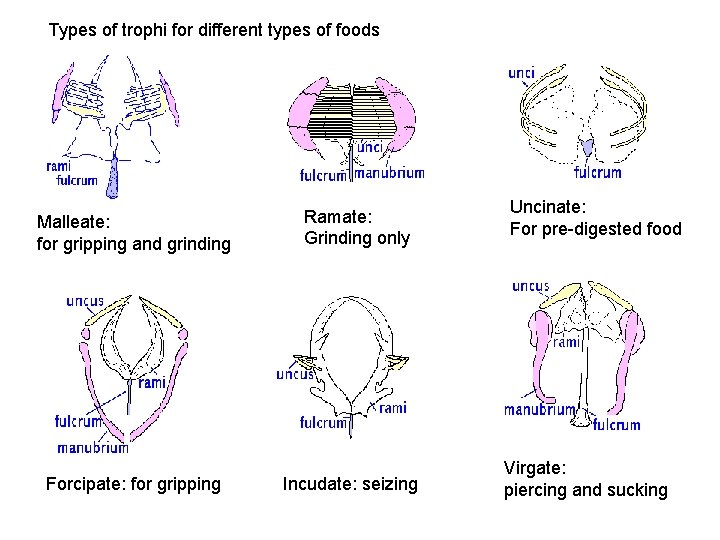 Types of trophi for different types of foods Malleate: for gripping and grinding Forcipate: