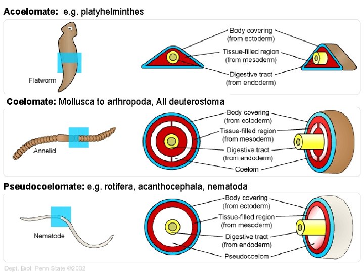 Acoelomate: e. g. platyhelminthes Coelomate: Mollusca to arthropoda, All deuterostoma Pseudocoelomate: e. g. rotifera,