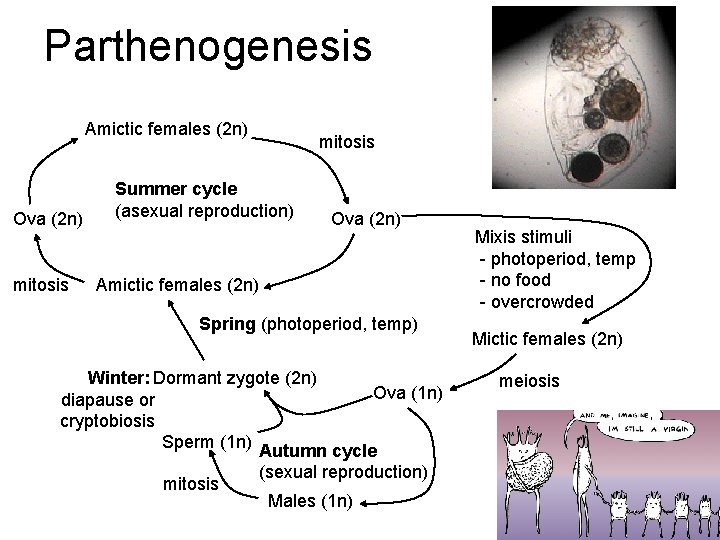 Parthenogenesis Amictic females (2 n) Ova (2 n) mitosis Summer cycle (asexual reproduction) Ova