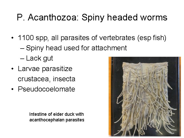 P. Acanthozoa: Spiny headed worms • 1100 spp, all parasites of vertebrates (esp fish)