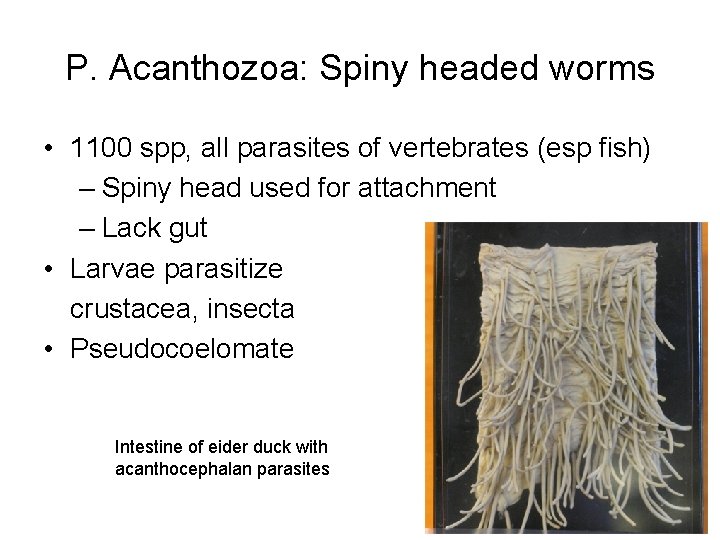 P. Acanthozoa: Spiny headed worms • 1100 spp, all parasites of vertebrates (esp fish)