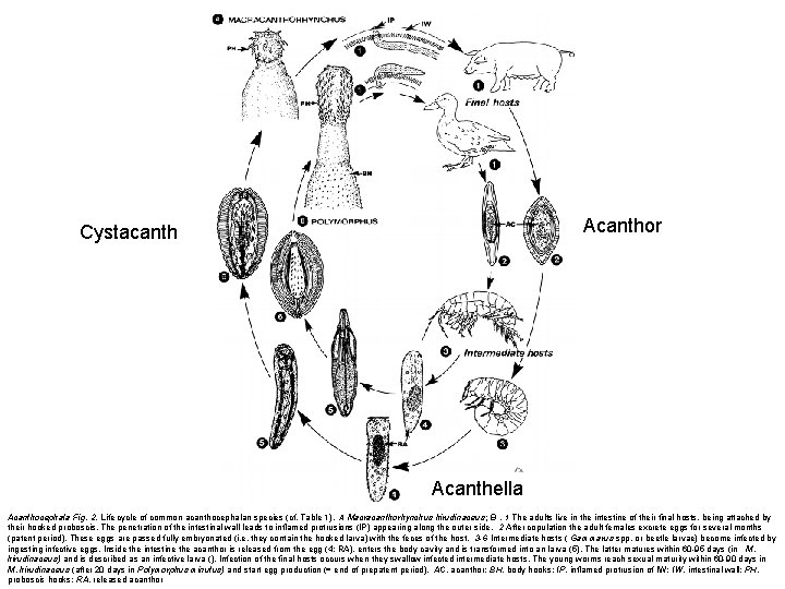 Acanthor Cystacanth Acanthella Acanthocephala·Fig. 2. Life cycle of common acanthocephalan species (cf. Table 1).