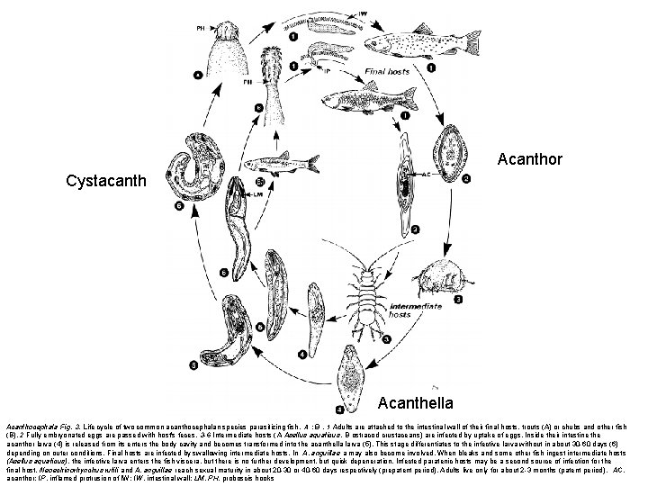 Acanthor Cystacanth Acanthella Acanthocephala·Fig. 3. Life cycle of two common acanthocephalan species parasitizing fish.