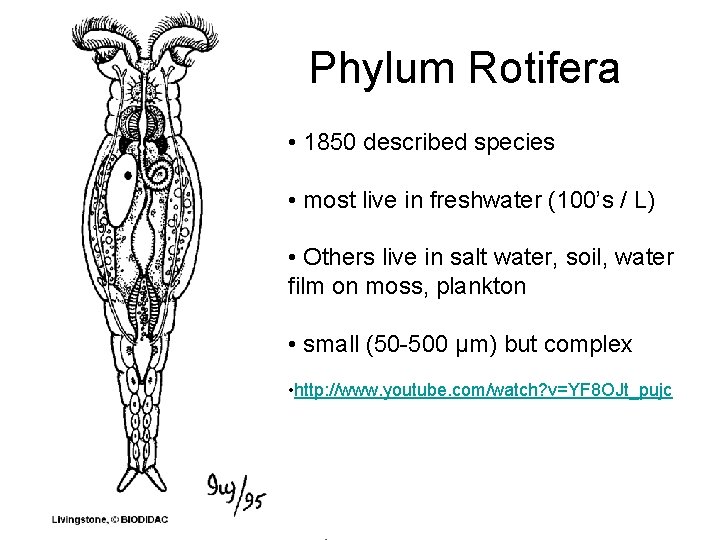 Phylum Rotifera • 1850 described species • most live in freshwater (100’s / L)