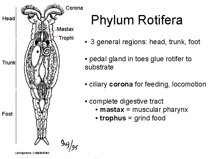 Corona Head Mastax Trophi Trunk Phylum Rotifera • 3 general regions: head, trunk, foot