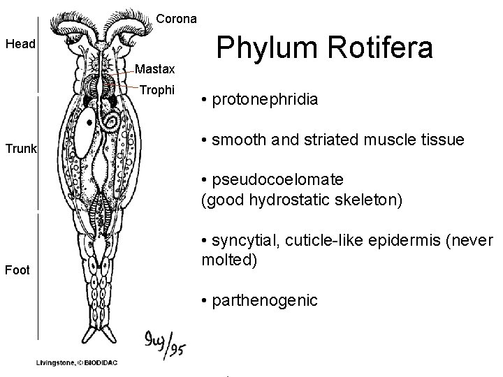 Corona Head Mastax Trophi Trunk Foot Phylum Rotifera • protonephridia • smooth and striated