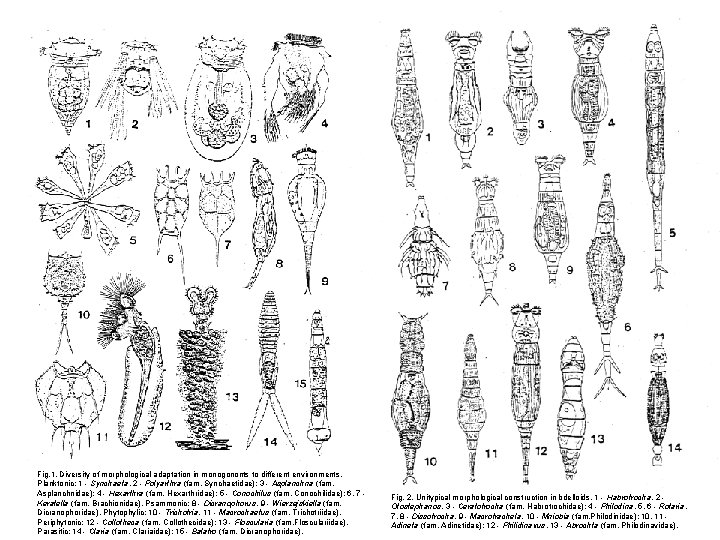 Fig. 1. Diversity of morphological adaptation in monogononts to different environments. Planktonic: 1 -