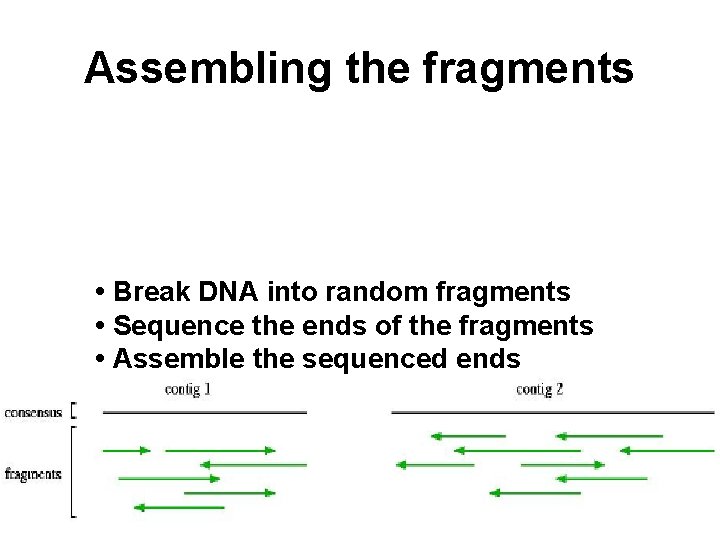 Assembling the fragments • Break DNA into random fragments • Sequence the ends of