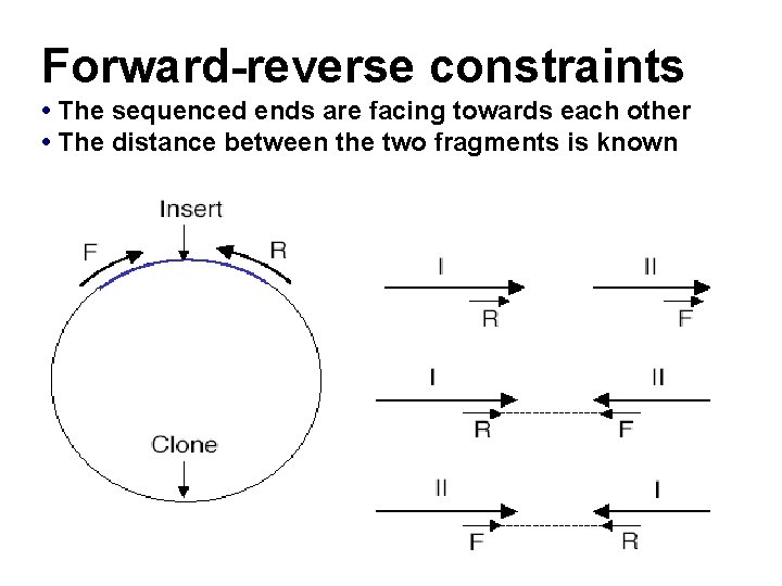 Forward-reverse constraints • The sequenced ends are facing towards each other • The distance