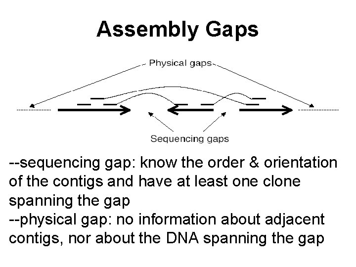 Assembly Gaps --sequencing gap: know the order & orientation of the contigs and have