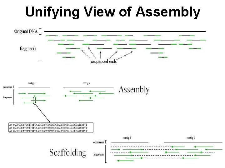 Unifying View of Assembly 