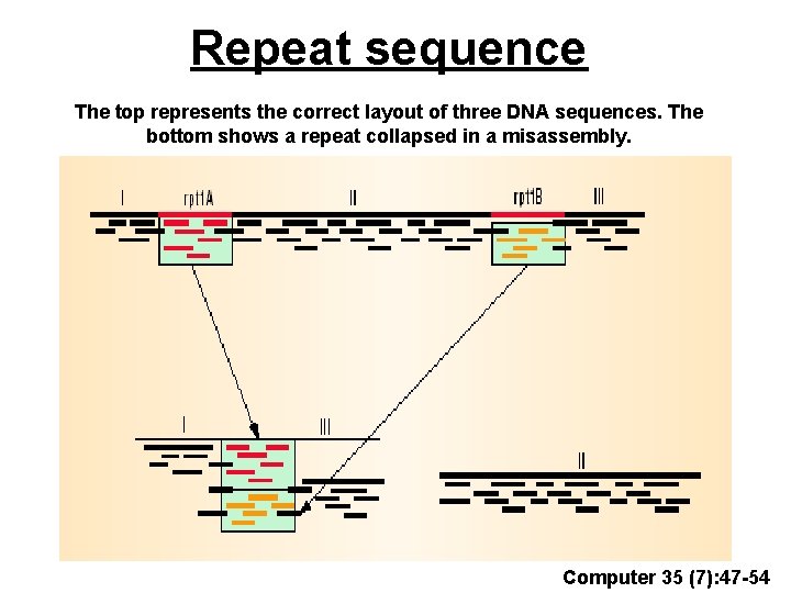 Repeat sequence The top represents the correct layout of three DNA sequences. The bottom