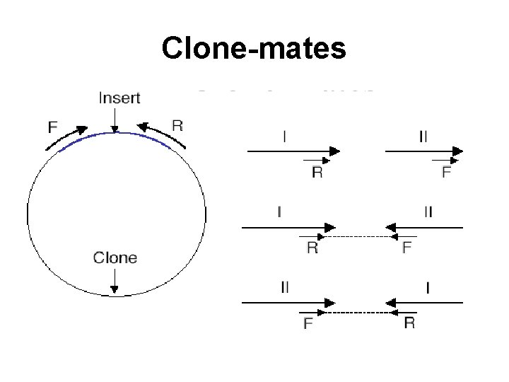 Clone-mates 