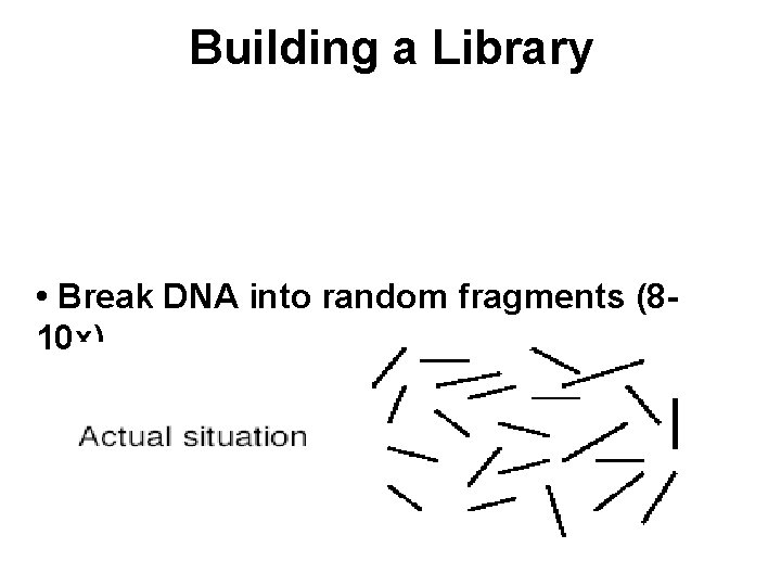 Building a Library • Break DNA into random fragments (810 x) 
