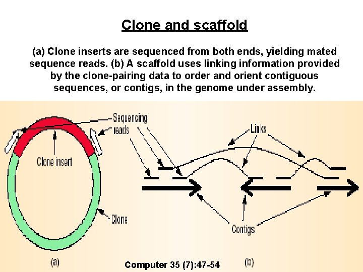 Clone and scaffold (a) Clone inserts are sequenced from both ends, yielding mated sequence