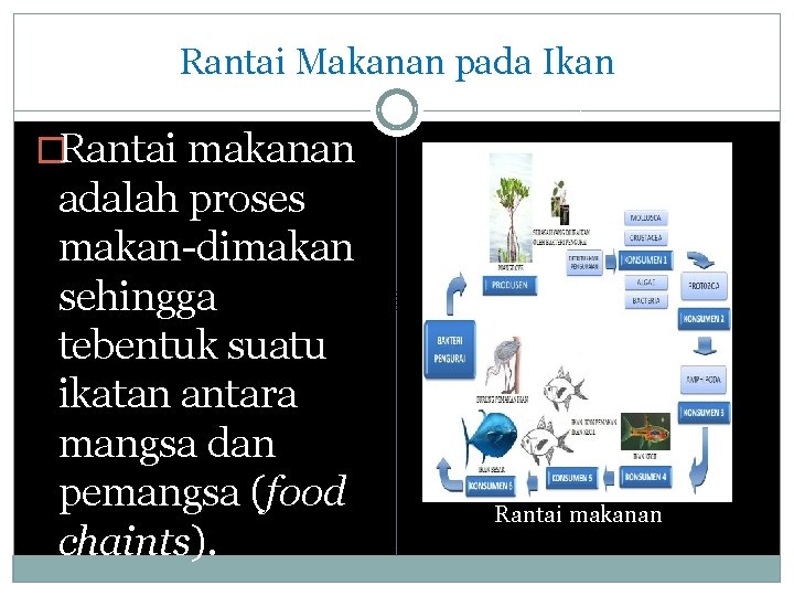 Rantai Makanan pada Ikan �Rantai makanan adalah proses makan-dimakan sehingga tebentuk suatu ikatan antara