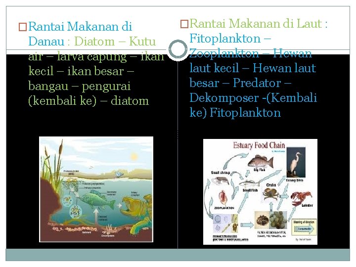 �Rantai Makanan di Danau : Diatom – Kutu air – larva capung – ikan