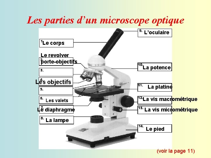 Les parties d’un microscope optique L’oculaire Le corps Le revolver porte-objectifs La potence Les