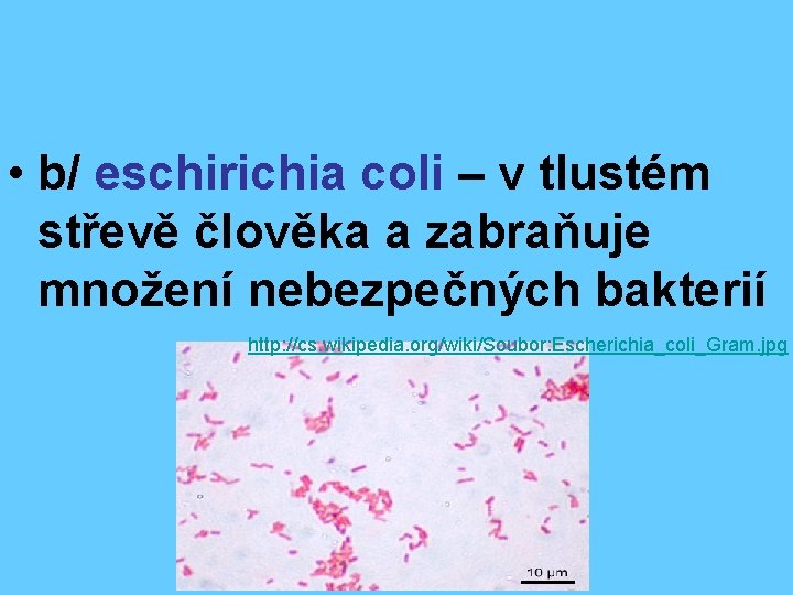  • b/ eschirichia coli – v tlustém střevě člověka a zabraňuje množení nebezpečných