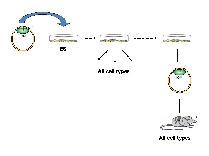ES All cell types 